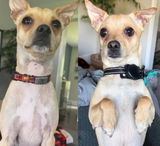 Dog photographed by a Healthy Petz customer