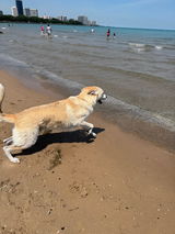 Dog photographed by a Healthy Petz customer