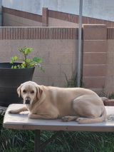 Dog photographed by a Healthy Petz customer